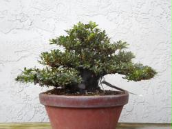 Chinzan bonsai (On Sale )