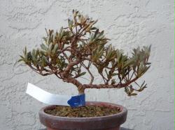 Shohin Satsuki Azalea (Korin