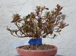 Shohin Satsuki Azalea (Nyohozan)