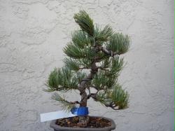 White Pine Shohin Bonsai