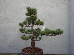 White Pine