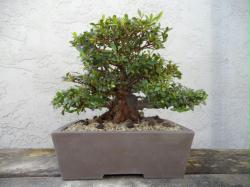 Rare Shohin Satsuki Azalea Bonsai(SOLD)