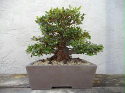 Rare Shohin Satsuki Azalea Bonsai