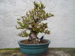 Wakaebisu (Informal upright)