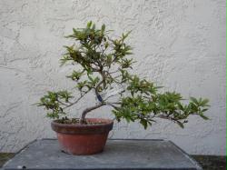Sachi no tsukasa (Shohin)