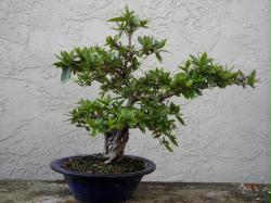 Exposed Root Satsuki Azalea Bonsai